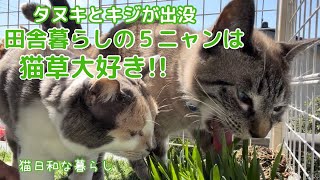 【猫草大好き】大好きなベットは僕の物/皆んな大好き猫草/菜の花祭り