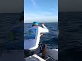 Wahoo Taking Drag while High Speed Trolling 🦓🐟 #shorts