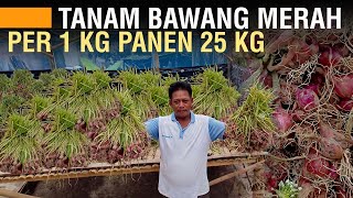 CARA MENANAM BAWANG MERAH TAJUK ANTI MAINSTREAM