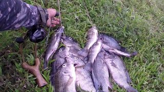 🙌 SÁBADO DE ALELUIA NA PESCA COM ESTILINGUE FOI ASSIM  FRITO GARANTIDO 😁👍