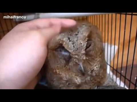 cute-owls-being-petted-compilation