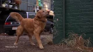 நயகளன அடடகசம Tamil Dubbed Movie Scene Click 3