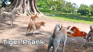 Fake Tiger Prank Dog and Monkey