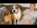 Dogs Protect Baby Bump 🐶😍[Do dogs know when you're pregnant?!]
