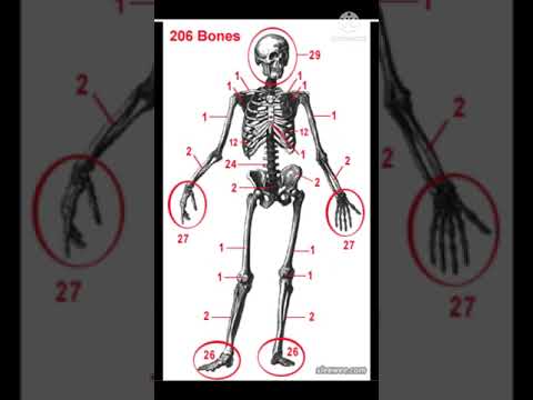 human bone /how many bone are present in our body and how many bone in