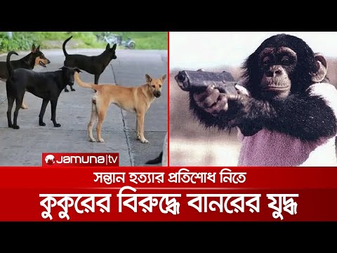 ভিডিও: আপনি কি কুকুরের মতো শিয়ালকে প্রশিক্ষণ দিতে পারেন?