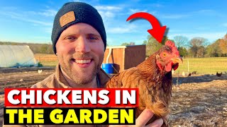 Chickens: The Secret Weapon For Your Garden