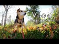 限界集落暮らしの日常 犬と猫のペットハウス おでん晩酌 『Vlog 北海道・道東の暮らし』Life in Hokkaido, Japan