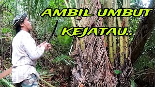 PERGI KE HUTAN ADU AMBEK UMBUT KEJATAU.