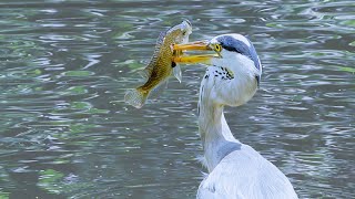 Nature's Silent Assassin: Grey Heron Hunting Fish in South African Waters.