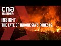 Indonesia’s Vanishing Forests: Too Little, Too Late For Asia’s Largest Rainforest? | Insight