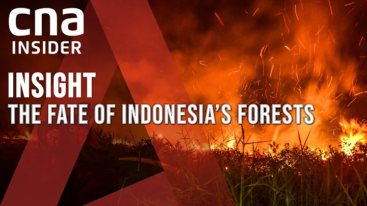 Indonesia’s Vanishing Forests: Too Little, Too Late For Asia’s Largest Rainforest? | Insight - DayDayNews