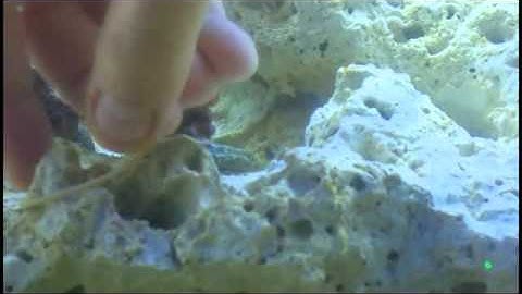 Xenia Coral Fragging tutorial made easy for beginners!