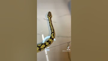 Enchi pastel desert ghost ball python #youtube #ballpython #pets #reptiles #animals #music