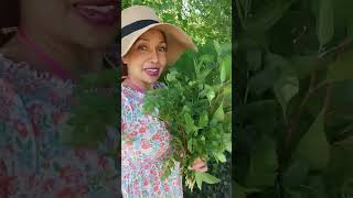 វគ្គ2 ការស្រាវជ្រាវរកឃើញបន្លែដែលដុះតាមធម្មជាតិអាចញ៉ាំបាន🍀