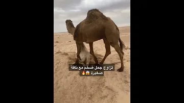 تزاوج جمل ضخم مع ناقه صغيره 