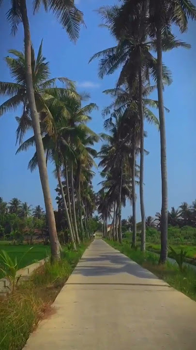 Salah satu jalanan paling cantik di Indonesia #sleman #moyudan #jogja