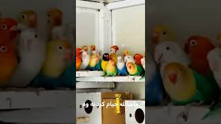 Quality Lovebird Mutations Colony|