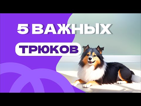 5 простых и важных команд или трюков с собакой