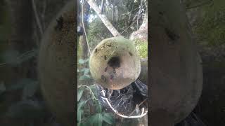 Captura De Abelha Nativa Tubuna