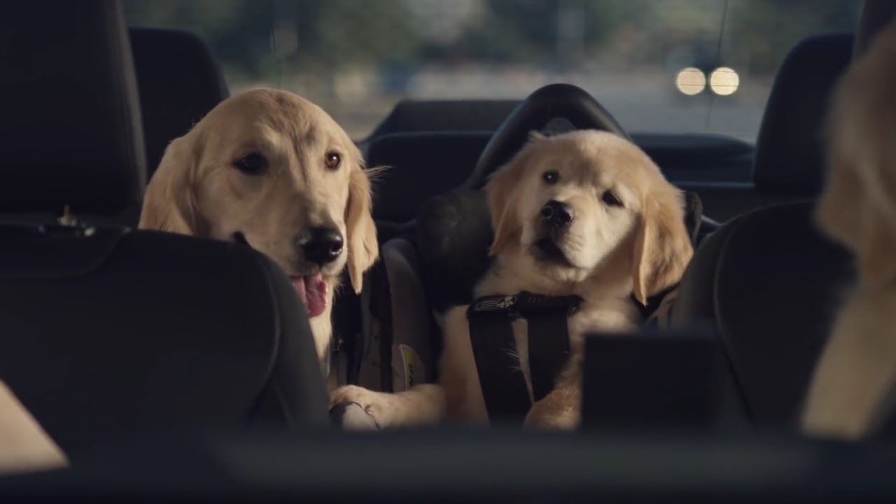 Subaru Dog Tested Subaru Commercial Phone Navigation YouTube