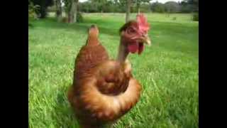 friendly naked neck chicken.AVI