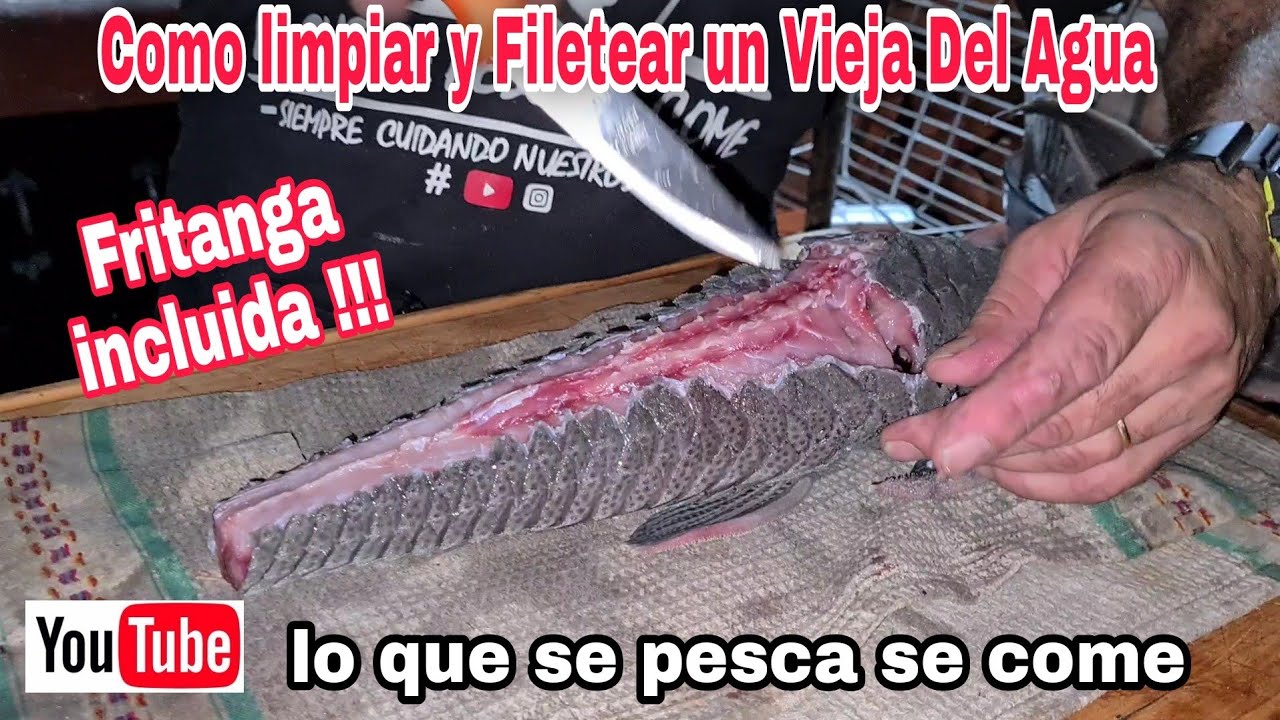 como limpiar y filetear una Vieja Del Agua / receta de vieja del agua / receta de pez diablo