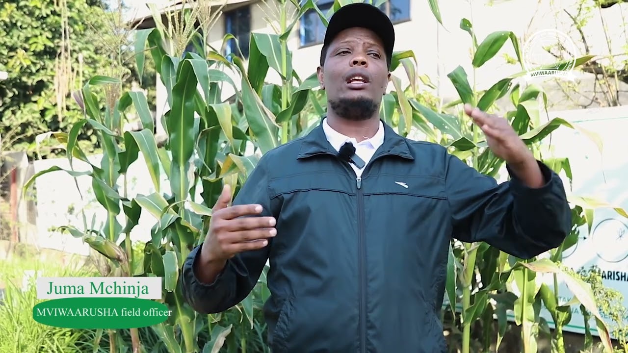 𝐍𝐀𝐌𝐍𝐀 𝐘𝐀 𝐊𝐔𝐕𝐔𝐍𝐀 𝐌𝐀𝐉𝐈 𝐘𝐀 𝐌𝐕𝐔𝐀 𝐌𝐀𝐒𝐇𝐀𝐌𝐁𝐀𝐍𝐈 #Mazingirayetu #KilimoIkolojia