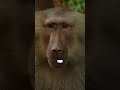 orangutans our intelligent tree dwelling cousins #facts #interestingfacts #animals