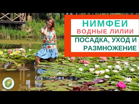 Видео: Водяная фея: информация о растениях – как выращивать водяную фею в аквариуме