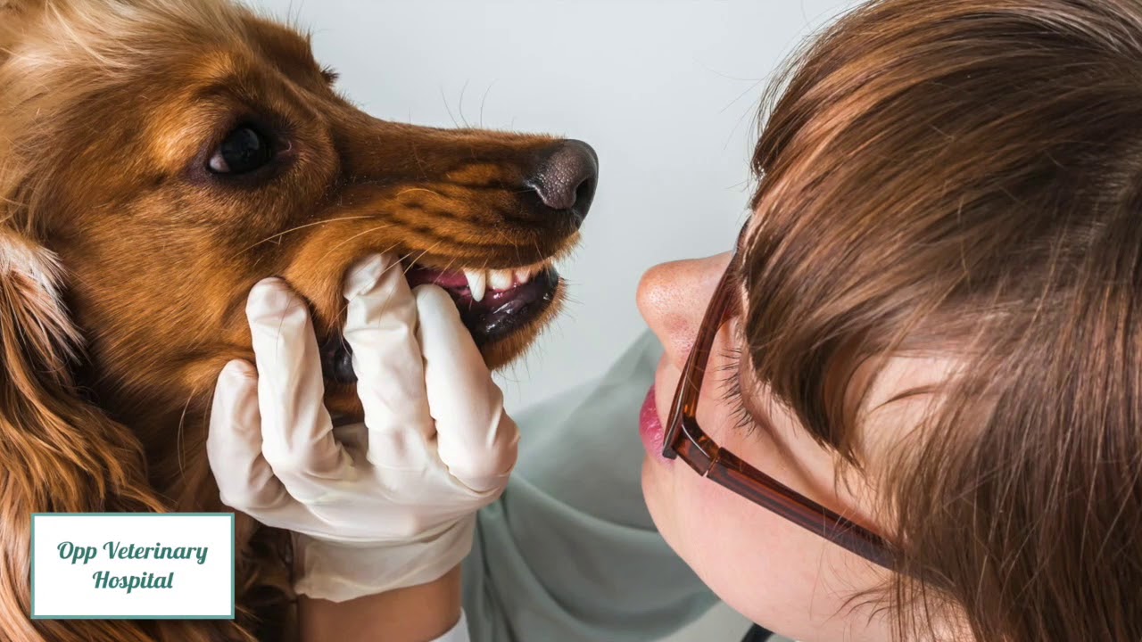 OPP Veterinary Hospital YouTube