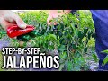 How to grow loads of jalapeos at home easily seed to harvest
