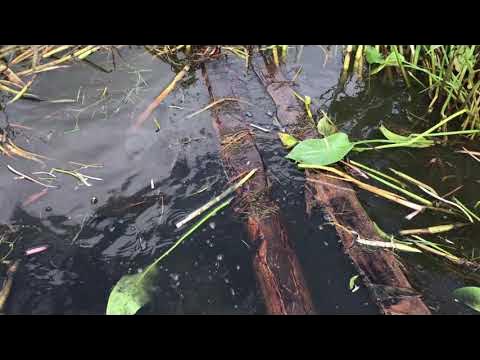 Удалить камыш. Удалить камыш. Кошение камыша. Снасть на амура на камыш. Камыш зимой.