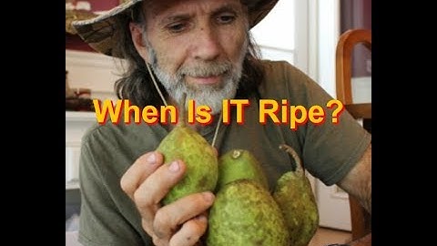 How To Know When PEARS are Ripe