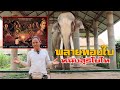 ช้างพลายทองใบ ในหนังเรื่องสุริโยไท ช้างอำเภอท่าตูม จ สุรินทร์ Elephant World