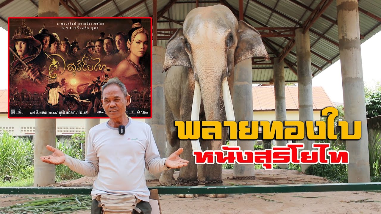 ช้างพลายทองใบ ในหนังเรื่องสุริโยไท ช้างอำเภอท่าตูม จ สุรินทร์ Elephant World