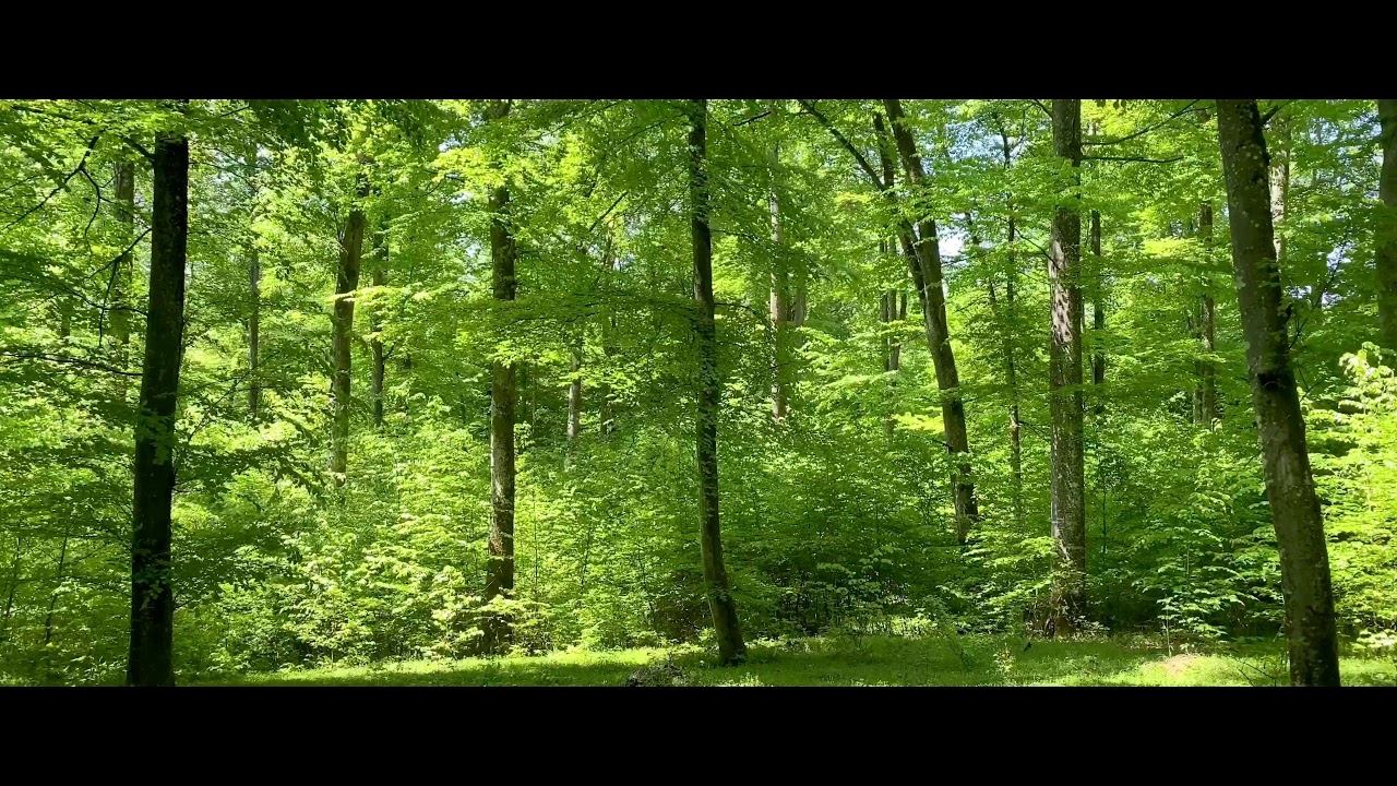 Zauberwald Entspannungsmusik Naturgeräusche Vögel |  Wald Glühwürmchen 4k