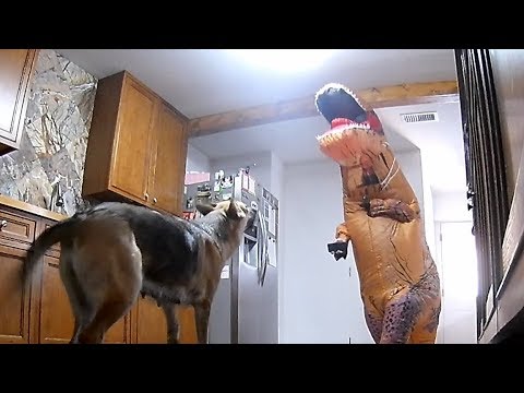 dogs-reacting-to-me-in-an-inflatable-dinosaur-costume-prank