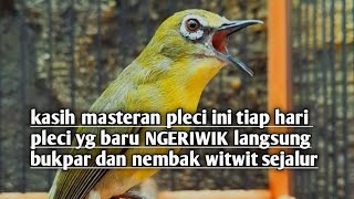 MASTERAN PLECI NEMBAK TERBARU 2023#pleci #plecigacor #plecinembaksejalur