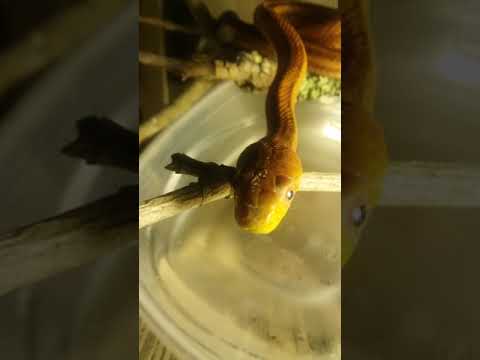 camera iphone 8 plus apk Tin'Tin the Yellow Rat Snake. & Travis'Khan the Corn.