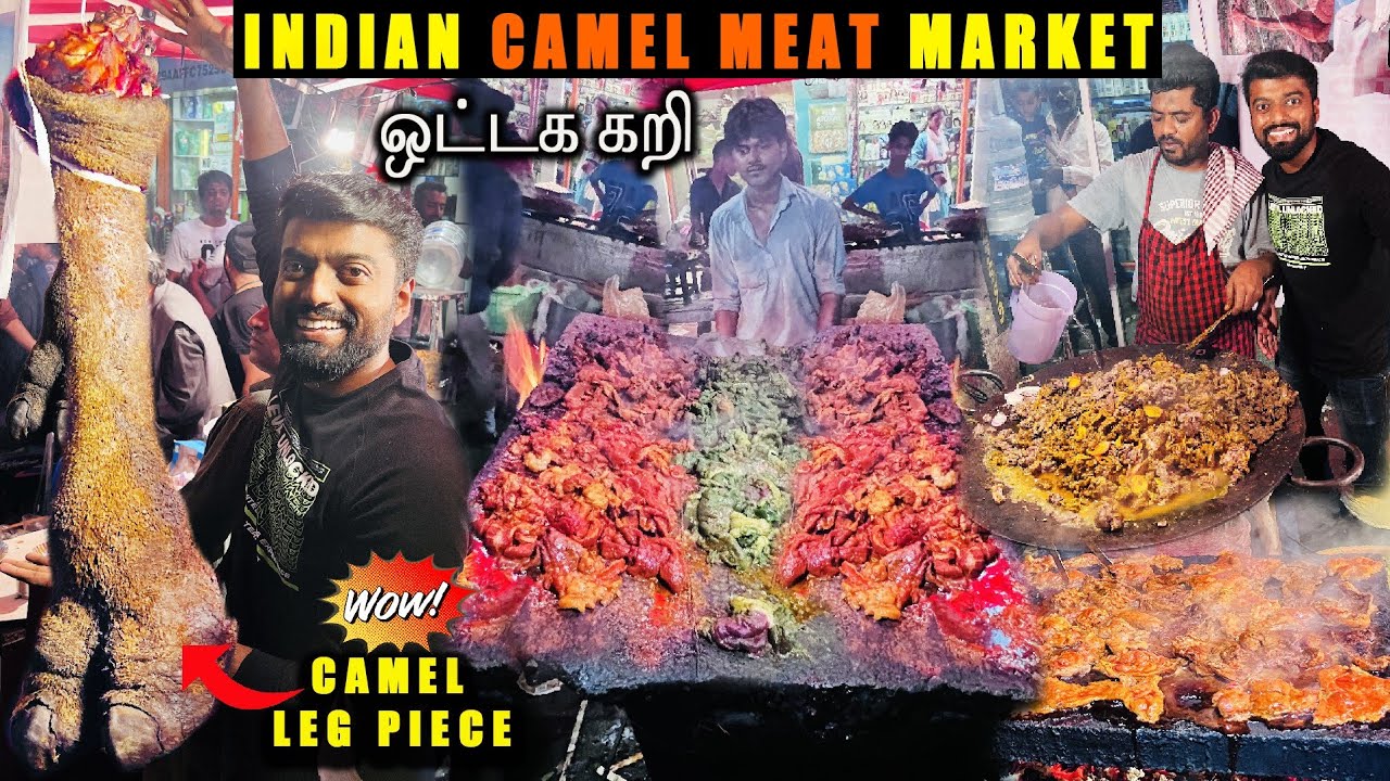 Download CAMEL Meat & Chops Cooked On ROCK 🪨 ஒட்டக கறி திருவிழா 🐫  Patthar Gosh | DAN JR VLOGS