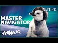 Baby Penguins: Master Navigators?! | Animal IQ