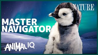 Baby Penguins: Master Navigators?! | Animal IQ