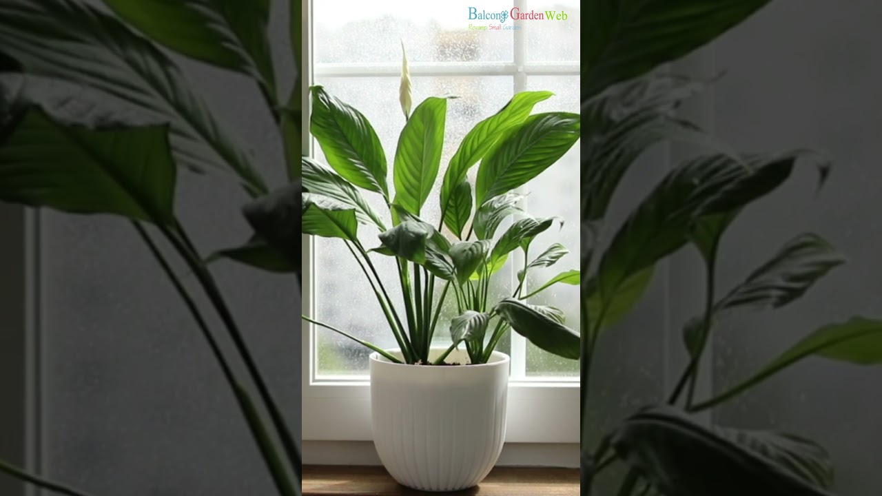 Best Indoor Plants To Reduce Humidity 