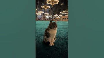 سورة لقمان آية ١١۝ بصوت القارئ اسلام صبحي📿🎧