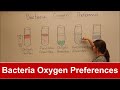 Bacteria Oxygen Requirements