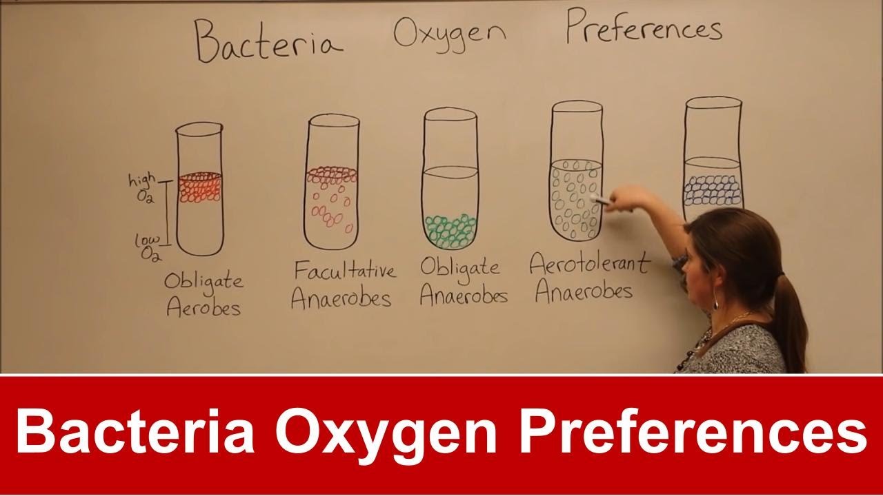 Classification Of Anaerobic Bacteria