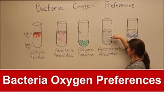 Bacteria Oxygen Requirements