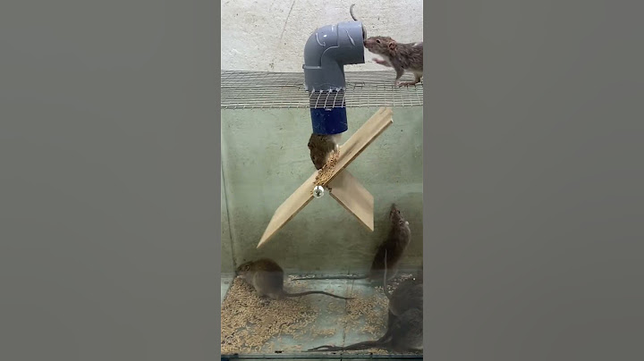 The best mouse trap / DIY mousetrap #mousetrap #mouse #rattrap #rat #shorts #short