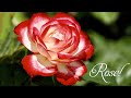 화사한 장미정원의 달콤한 향기와 함께 휴식 🌹 영혼을 위한 피아노 음악 &#39;Rose Relax Piano&#39;